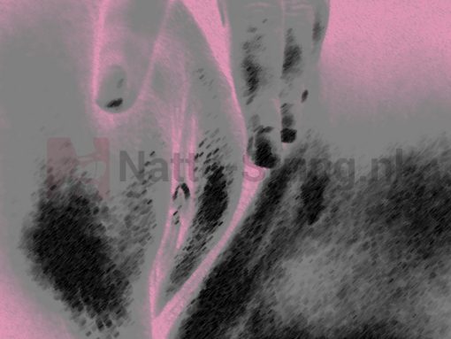 Geile foto’s in slipjes (deel 7)